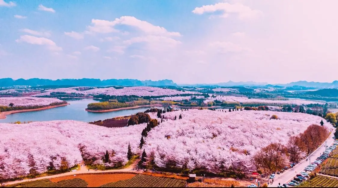 贵州毕节百里杜鹃旅游攻略_贵州毕节百里杜鹃最佳旅游时间_贵州毕节旅游攻略