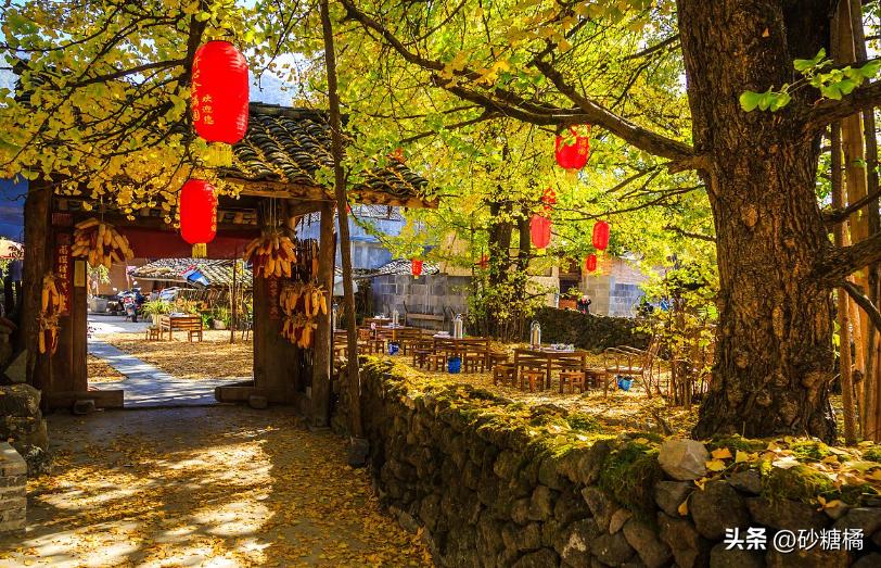 千年银杏王晨雾拍摄_腾冲银杏村旅游攻略_腾冲银杏村最佳观赏期