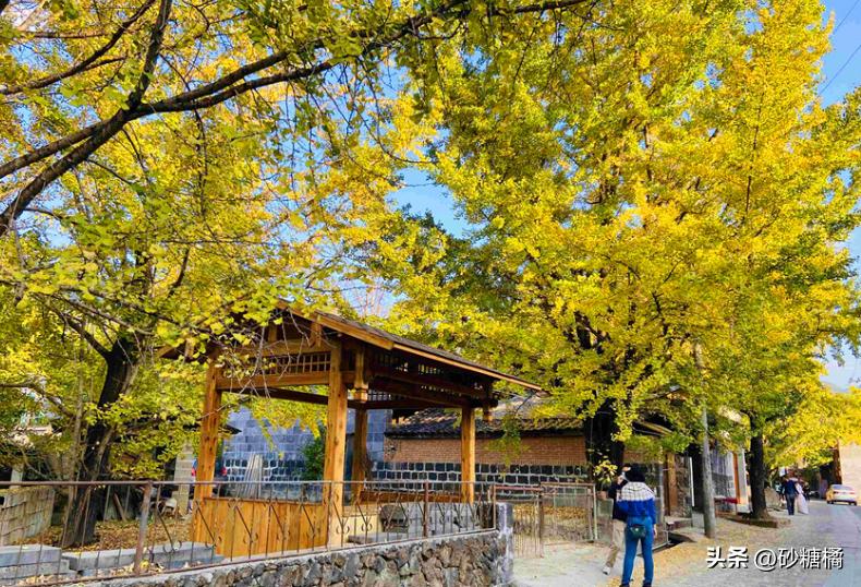 千年银杏王晨雾拍摄_腾冲银杏村旅游攻略_腾冲银杏村最佳观赏期