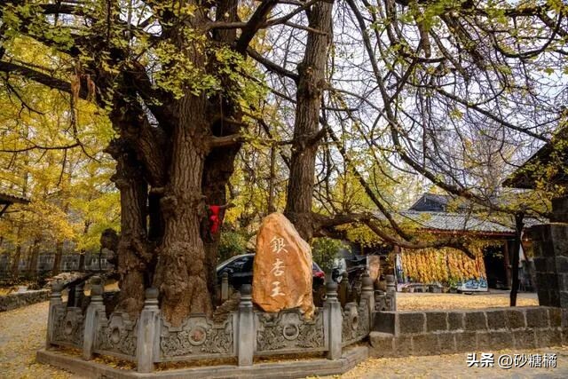 千年银杏王晨雾拍摄_腾冲银杏村最佳观赏期_腾冲银杏村旅游攻略