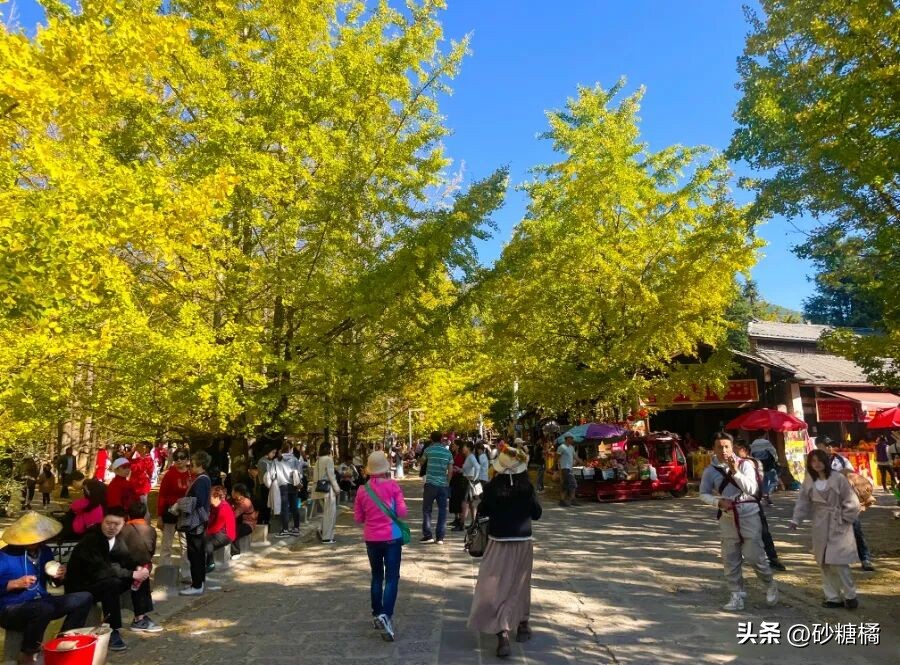 腾冲银杏村旅游攻略_千年银杏王晨雾拍摄_腾冲银杏村最佳观赏期