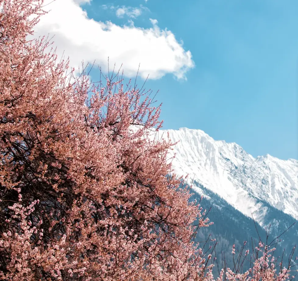 波密旅游攻略_波密桃花沟最佳赏花期_波密桃花沟各村庄开花时间