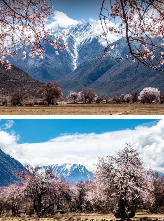 波密旅游攻略_波密桃花沟各村庄开花时间_波密桃花沟最佳赏花期