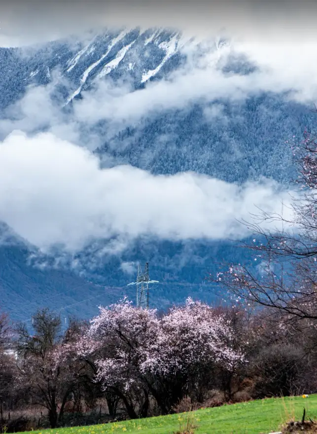 波密桃花沟最佳赏花期_波密旅游攻略_波密桃花沟各村庄开花时间