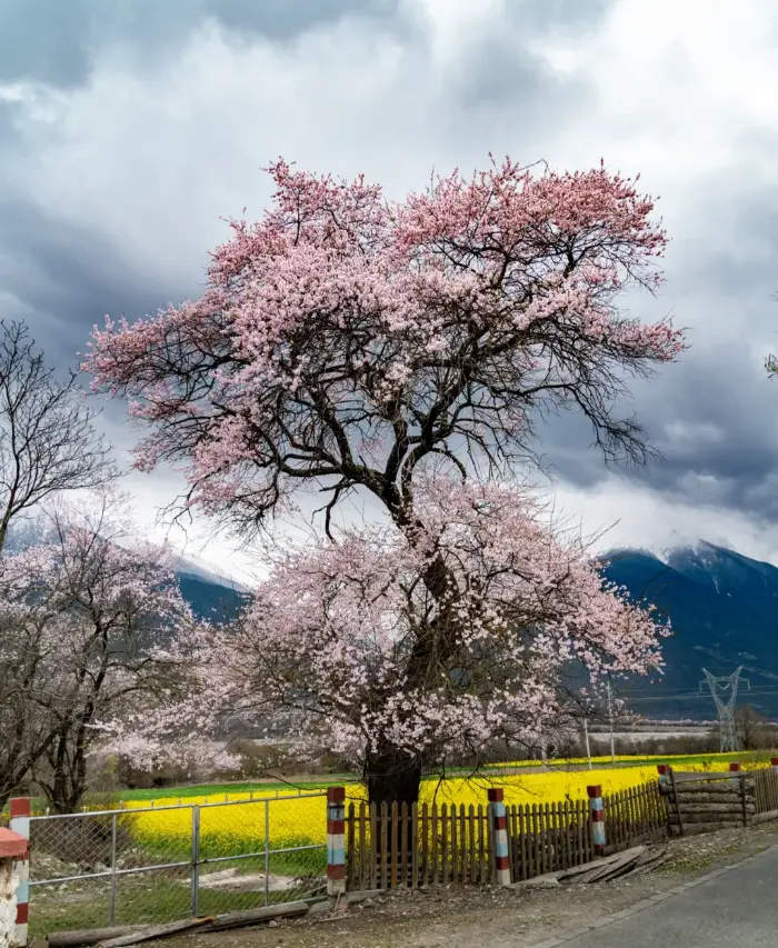 波密桃花沟最佳赏花期_波密旅游攻略_波密桃花沟各村庄开花时间