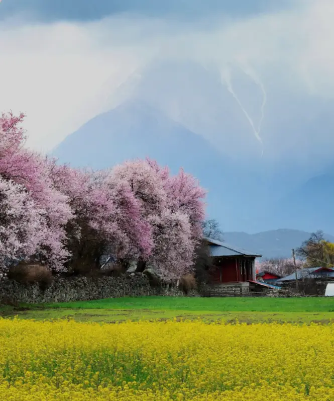 波密旅游攻略_波密桃花沟各村庄开花时间_波密桃花沟最佳赏花期