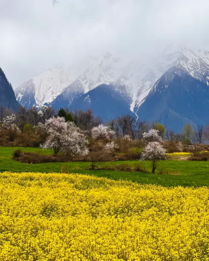 波密旅游攻略_波密桃花沟各村庄开花时间_波密桃花沟最佳赏花期