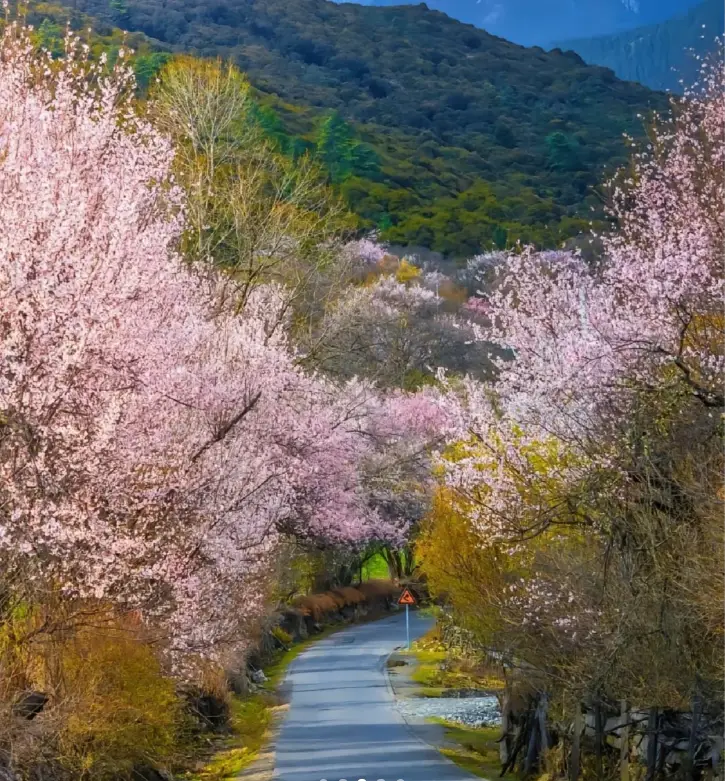 波密旅游攻略_波密桃花沟最佳赏花期_波密桃花沟各村庄开花时间