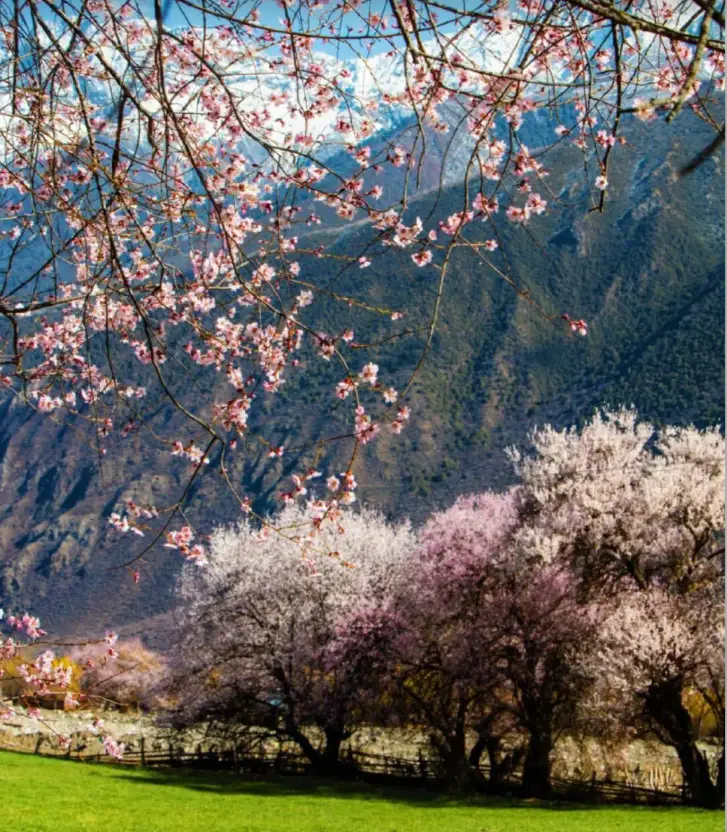 波密桃花沟最佳赏花期_波密桃花沟各村庄开花时间_波密旅游攻略