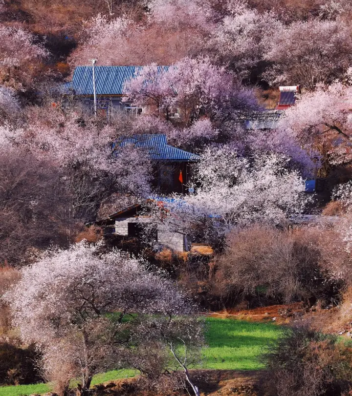 波密桃花沟最佳赏花期_波密桃花沟各村庄开花时间_波密旅游攻略