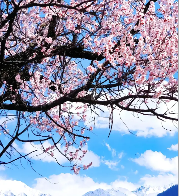 波密桃花沟各村庄开花时间_波密旅游攻略_波密桃花沟最佳赏花期