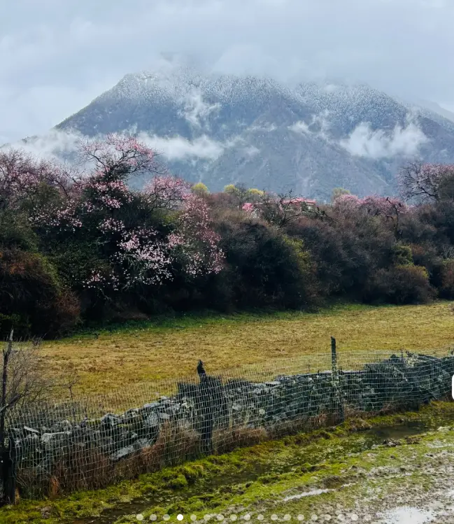 波密桃花沟最佳赏花期_波密桃花沟各村庄开花时间_波密旅游攻略