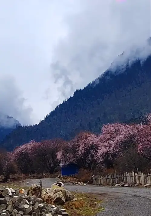 波密桃花沟各村庄开花时间_波密桃花沟最佳赏花期_波密旅游攻略