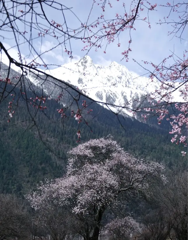 波密桃花沟最佳赏花期_波密旅游攻略_波密桃花沟各村庄开花时间