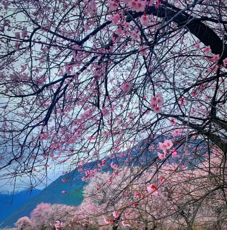 波密桃花沟各村庄开花时间_波密旅游攻略_波密桃花沟最佳赏花期