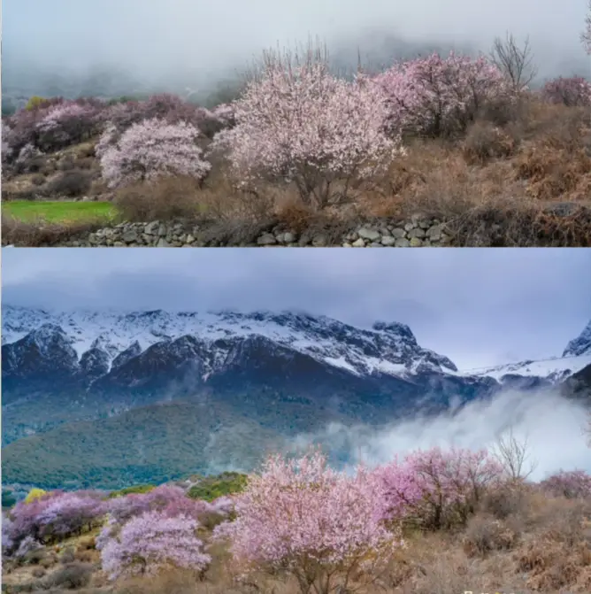 波密桃花沟最佳赏花期_波密旅游攻略_波密桃花沟各村庄开花时间