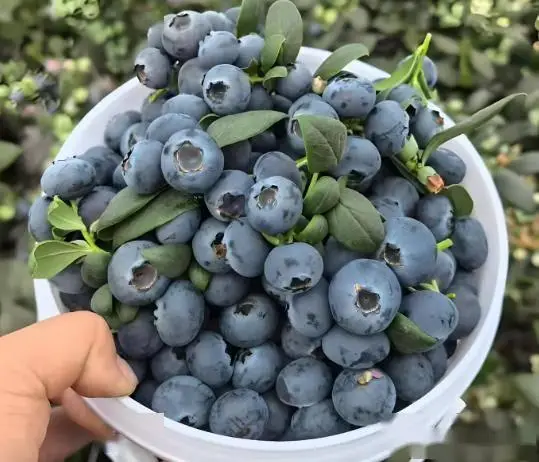 漠河五道地道美食推荐_漠河自由行旅游攻略_漠河极光季十大必去景点