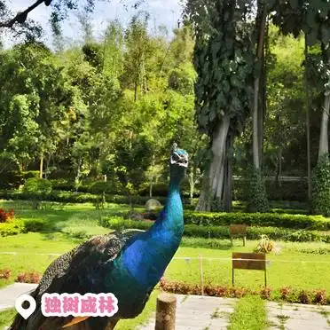 勐景来独树成林旅游_<strong>打洛镇一日游</strong>攻略_打洛旅游攻略