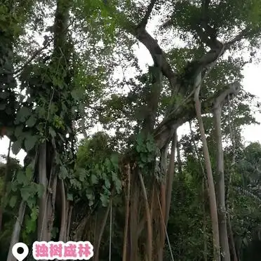 打洛旅游攻略_<strong>打洛镇一日游</strong>攻略_勐景来独树成林旅游