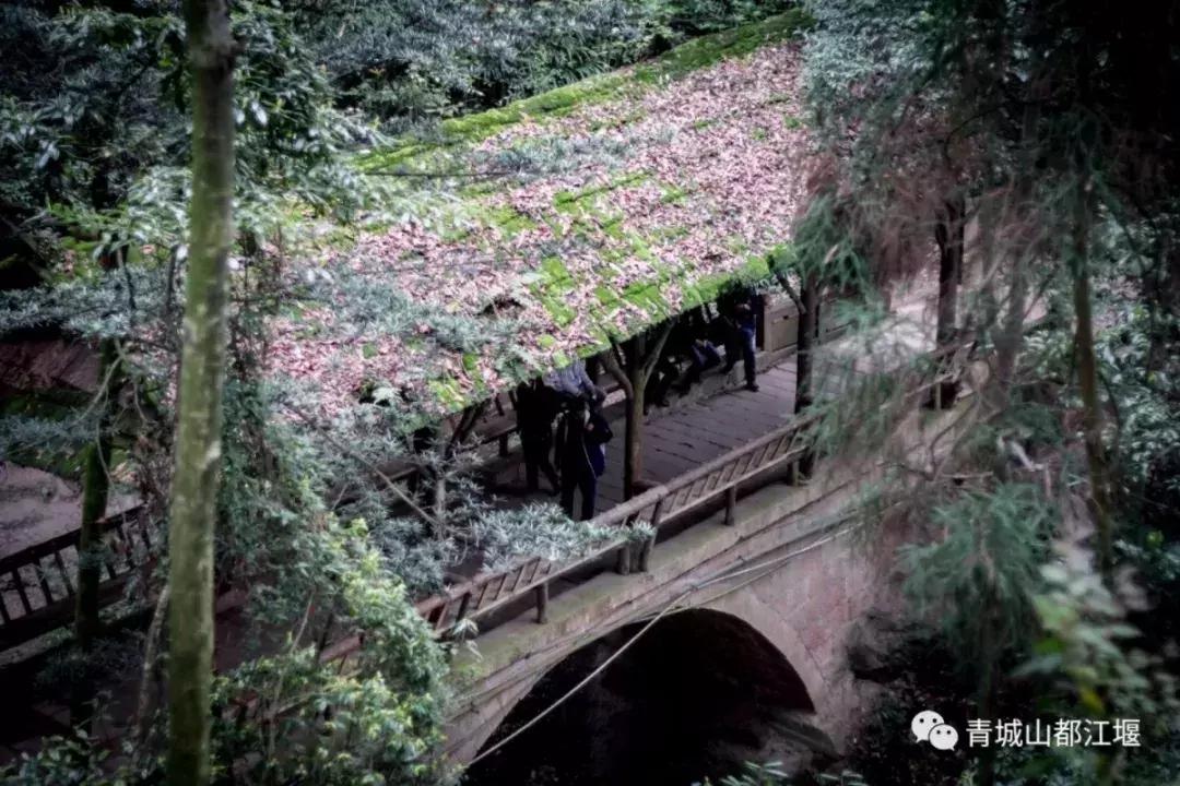 青城山免票预约攻略_青城山旅游攻略_都江堰青城山旅游攻略
