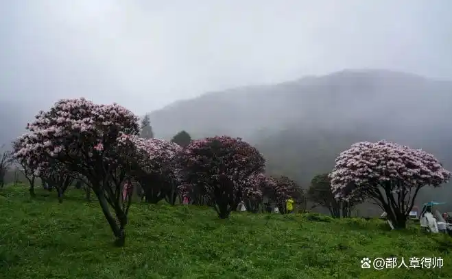 金佛山旅游攻略_重庆周边小众景点_重庆到金佛山旅游攻略