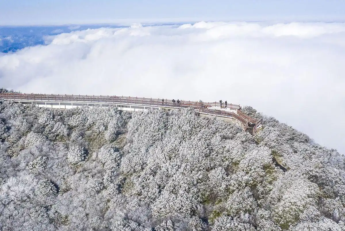 重庆金佛山冬季旅游_金佛山雪景杜鹃花海_重庆到金佛山旅游攻略