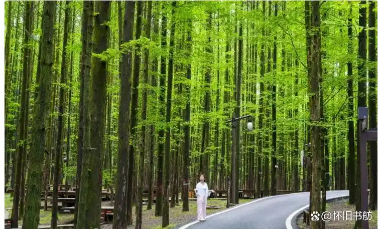 重庆到金佛山旅游攻略_金佛山178环线自驾游_金佛山世界自然遗产