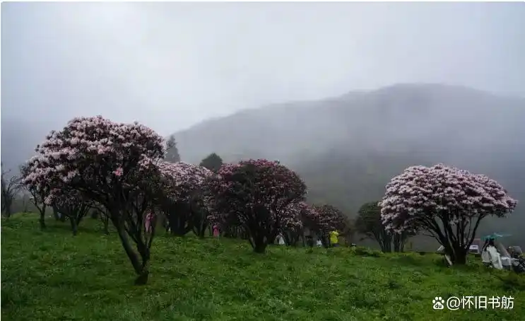 金佛山世界自然遗产_金佛山178环线自驾游_重庆到金佛山旅游攻略