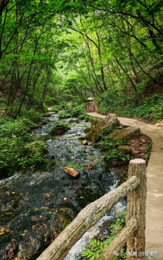 老君山旅游交通_春节洛阳旅游攻略_栾川旅游攻略