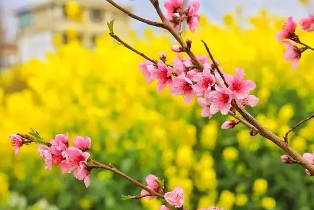 洋县旅游攻略_洋县旅游攻略_华阳古镇汉中石门栈道
