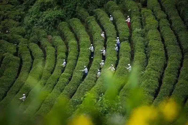 紫阳旅游攻略_紫阳县旅游线路_紫阳富硒茶乡