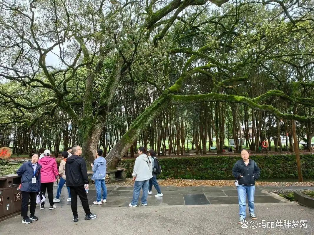 三清山十一旅游攻略_上饶十大景点推荐_三清山婺源篁岭旅游攻略