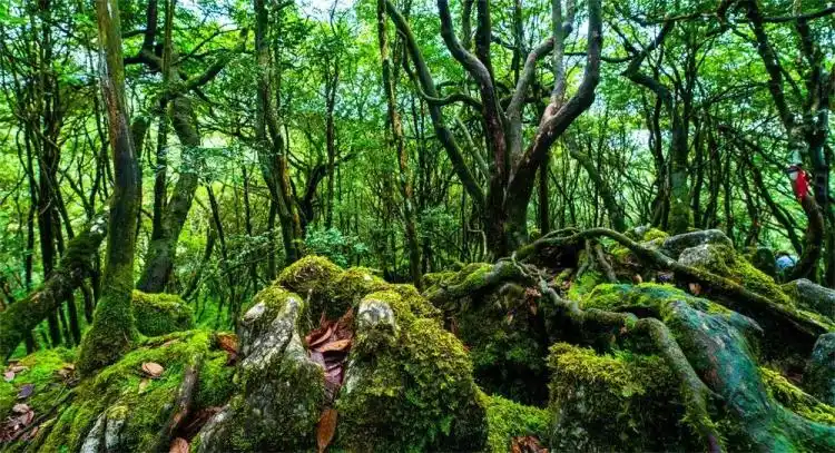 重庆附近旅游攻略_武隆仙女山旅游攻略_重庆夏季避暑旅游
