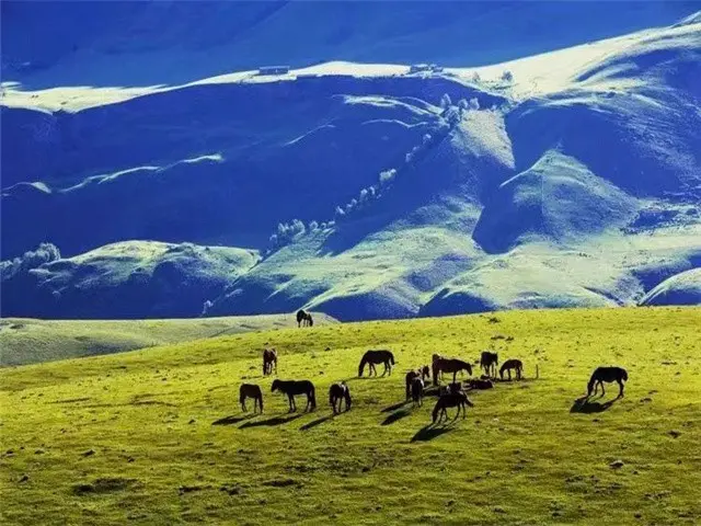 伊犁旅游攻略_伊犁跟团游方式选择_伊犁自由行旅游攻略指南