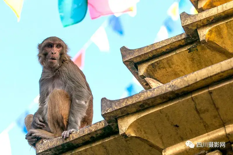 尼泊尔摄影之旅_尼泊尔旅游攻略_尼泊尔旅游攻略图片