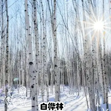 <strong>漠河找北三日游</strong>_漠河<a href='/index.php?c=show&id=12519' title='“五一”假期打卡精致兰州 这里有份详细旅游攻略' target='_blank'>旅游</a>攻略_大兴安岭原始森林旅游攻略