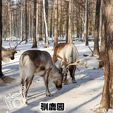 漠河旅游攻略_<strong>漠河找北三日游</strong>_大兴安岭原始森林旅游攻略