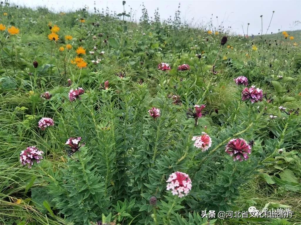 五台山驼梁旅游攻略_驼梁旅游体验_驼梁避暑攻略
