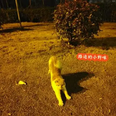迪士尼一日游攻略_上海迪士尼早享卡_北京到上海迪士尼乐园旅游攻略