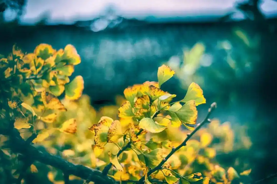 贵州美食推荐_贵州旅游攻略_贵州赤水旅游攻略