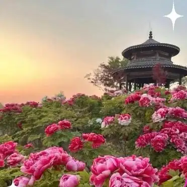 国家牡丹园最佳观赏时间交通门票优惠_洛阳牡丹花会旅游攻略_洛阳牡丹节攻略拍照美食指南