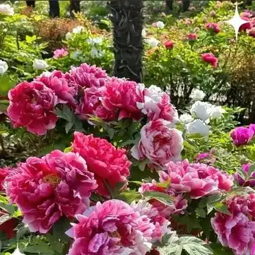洛阳牡丹节攻略拍照美食指南_洛阳牡丹花会旅游攻略_国家牡丹园最佳观赏时间交通门票优惠