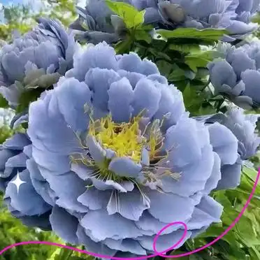 洛阳牡丹节攻略拍照美食指南_国家牡丹园最佳观赏时间交通门票优惠_洛阳牡丹花会旅游攻略
