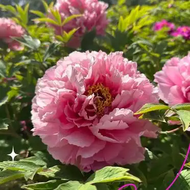 洛阳牡丹花会旅游攻略_国家牡丹园最佳观赏时间交通门票优惠_洛阳牡丹节攻略拍照美食指南