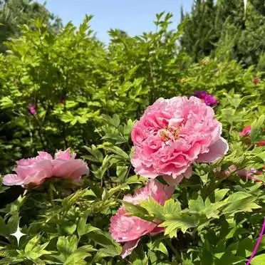 洛阳牡丹节攻略拍照美食指南_国家牡丹园最佳观赏时间交通门票优惠_洛阳牡丹花会旅游攻略