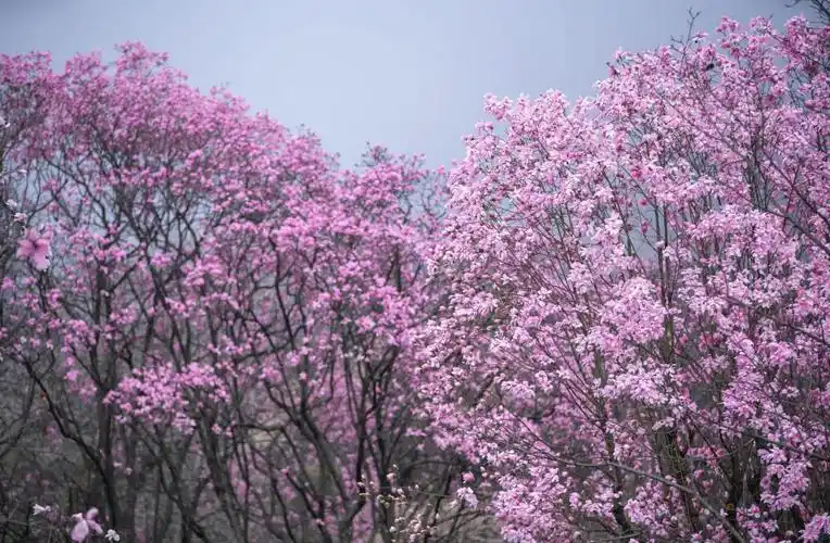 药王谷清明旅游攻略_药王谷最佳游览时间与景点_四川北川药王谷旅游攻略