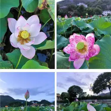 湖南郴州仰天湖大草原旅游攻略_<strong>东莞到湖南四天三夜旅行攻略</strong>_东莞到衡山旅游攻略