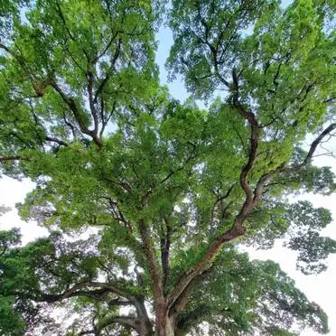 丽水古堰画乡旅游攻略_丽水古堰画乡交通指南_丽水摄影 古堰画乡旅游攻略