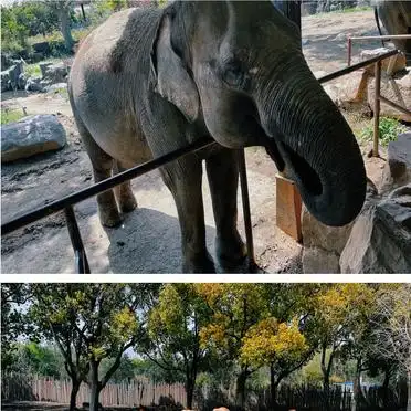 上海野生动物园投喂车攻略_上海野生动物园一日游攻略_上海野生动物园旅游攻略