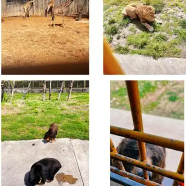 上海野生动物园一日游攻略_上海野生动物园旅游攻略_上海野生动物园投喂车攻略